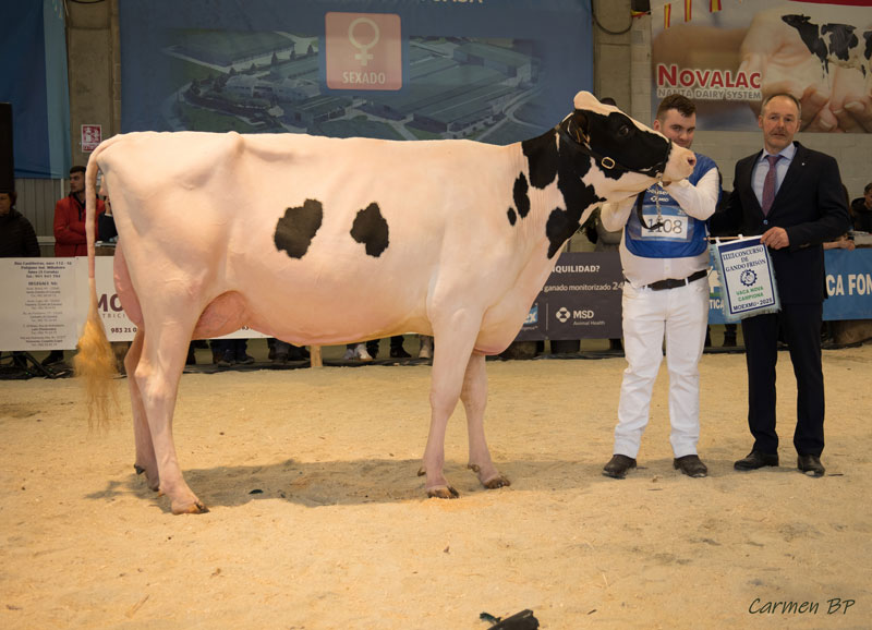 VACA NOVA CAMPIONA - O RUBIO THUNDER MASCASTORM ET