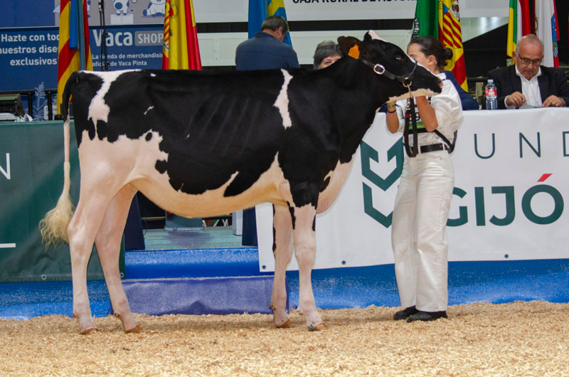 A VEREDA BULLSEYE ANNISTY