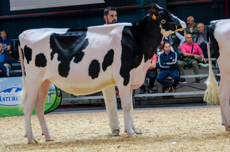 REY 1273 HAXL BAMBI