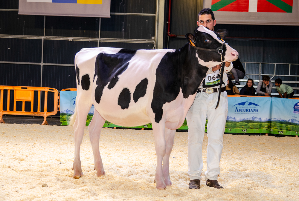 REY 1273 HAXL BAMBI