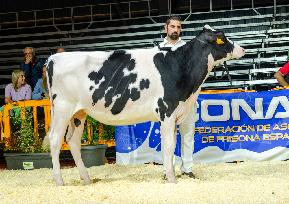 REY 1246 DANI BRAHINA