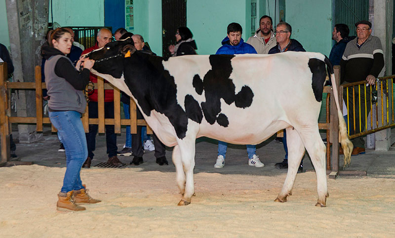 CAPON HOLSTEIN