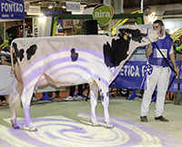 CONCURSO AUTONÓMICO DA RAZA FRISOA