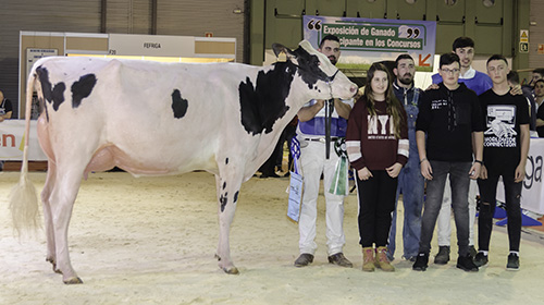 VACA GRAN CAMPIONA GALICIA