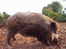 DANOS XABARIL