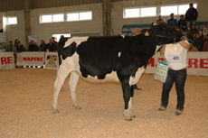 CAPON-HOLSTEIN GOLDWYN MARISA