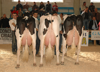 MELLOR CRIADOR