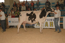 CID GIBSON FORXA