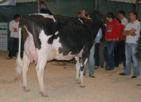 XERCAS CAV DJALMA STORMATIC