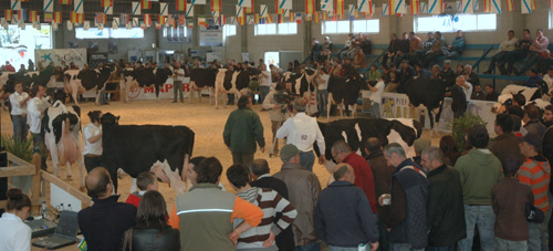 vista vacas