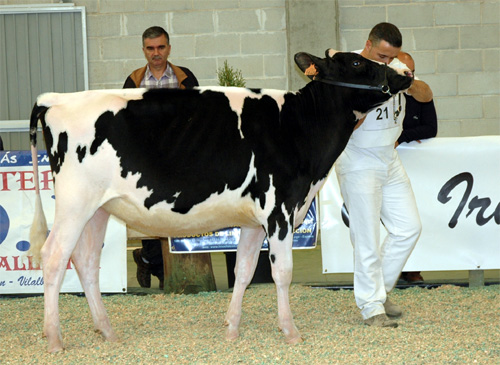 POZOSAA DENZEL 1640 ANTIA