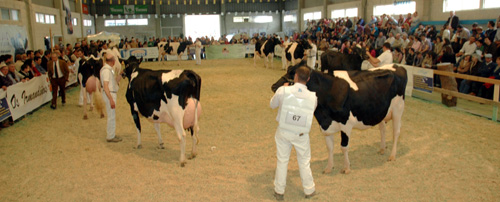 CONCURSO DE GANDO MOEXMU 2012