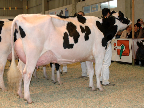REGO AIRRAID CLAUDINA