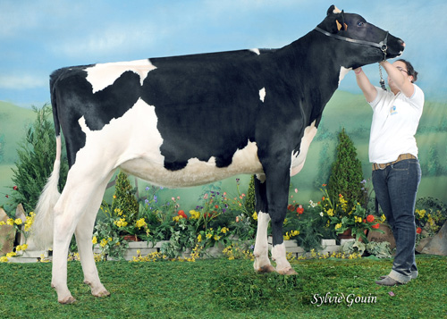 CAPON-HOLSTEIN GOLDWYN MARISA