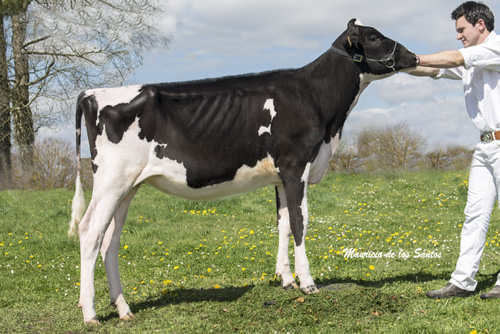 POZOSAA GOLDWYN 0892 CAMILA