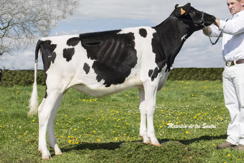 POZOSAA DOORMAN 2317