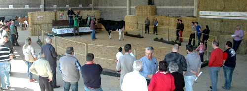 POXA OUTEIRO HOLSTEIN