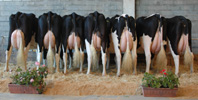POXA OUTEIRO HOLSTEIN