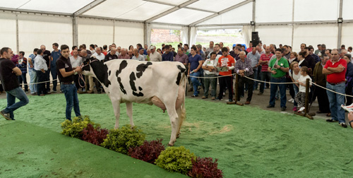 POXA FRISOAS BARREIROS