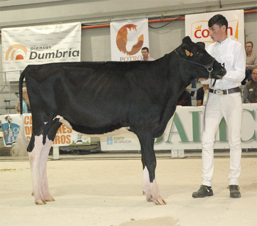 REY 688 BRUSA GOLD CHIP