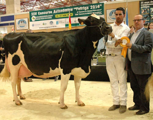 REY 509 NINFA SPIRTE