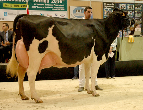 REY 509 NINFA SPIRTE