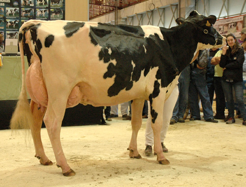 MANTEIGA SHOTTLE LUNA
