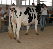 foto maseda manat