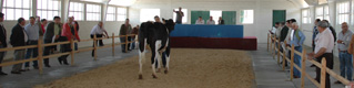 subasta de raza frisona