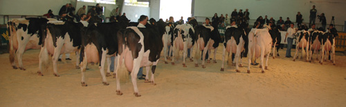 concurso de frison chantada 2007