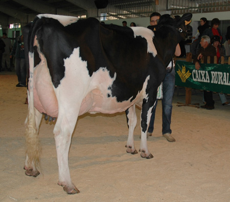 vaca intermedia campiona chantada 2007