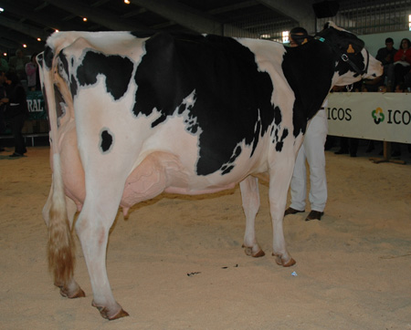 vaca adulta campiona chantada 2007