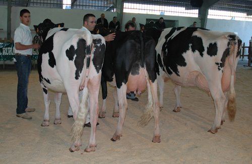 2 MELLOR CRIADOR CHANTADA 2007