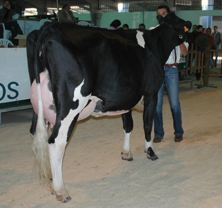 vaca nova campiona chantada 2007