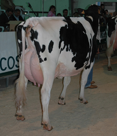 outeiro champion mincy
