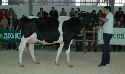 vaca poxa