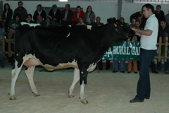 poxa frison
