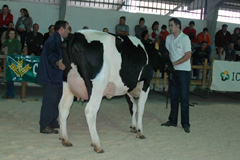 poxa frison