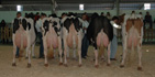 vacas