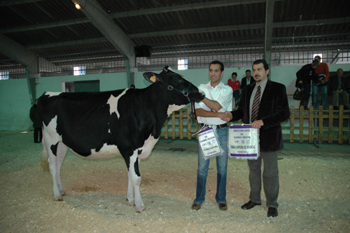 PERRELOS AMADA BOTAFOGO