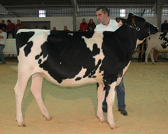 REY 470 BLANQUITA DOLMAN