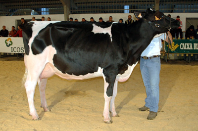CID GOLDWYN ALELUYA V