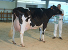 XERCAS CAV DJALMA STORMATIC