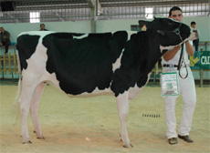 REY 471 GALLETA DOLMAN
