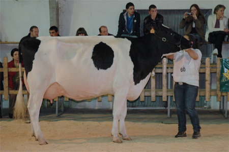 CAPON-HOLSTEIN BUCKEYE MERCHI