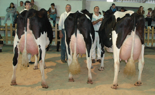 CAVADAS