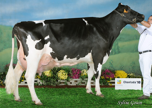 XERCAS CAV DJALMA STORMATIC