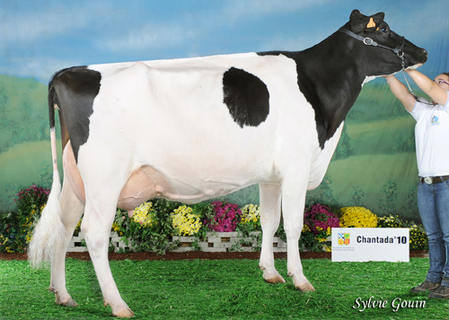 CAPON HOLSTEIN BUCKEYE MERCHI