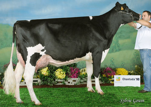 REY 454 ROSITA GOLDWYN