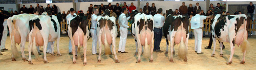 CONCURSO DE GANDO FRISON CHANTADA